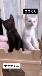 猫の里親募集】東京都・雑種・綺麗な水色の瞳をした遊ぶの大好きな