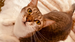猫の里親募集】東京都・雑種・人懐っこくあまえんぼう💖バターちゃん