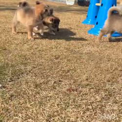 犬の里親募集】大阪府・雑種・生き物はみーんな大好き♡【そらちゃん