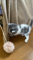 ♥鼠ちゃんとボロくたにゃん♥(*´艸｀*)里親様募集♥(*´艸｀*)ネズミ