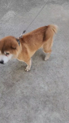 犬の里親募集】兵庫県・柴犬・ No.506（ID:2412-01630）｜ハグー