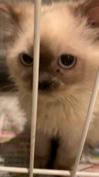 猫の里親募集】岡山県・ヒマラヤン・甘えたさん・マイペースな猫ちゃん