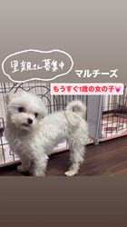 犬の里親募集】兵庫県・マルチーズ・4月で1歳のマルチーズ 女の子（ID
