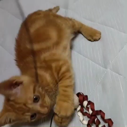 猫の里親募集】神奈川県・雑種・きれいなマーブル模様の茶トラ子猫（ID