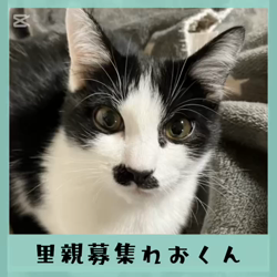 猫の里親募集】岡山県・雑種・膝大好きハチワレちょび髭男子⭐️（ID