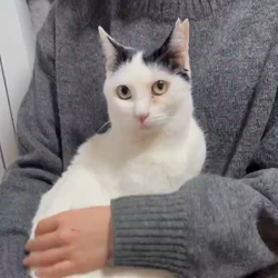 猫の里親募集】埼玉県・雑種・お膝大好き甘えん坊♡まろみちゃん（ID