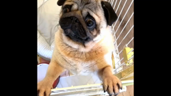 犬の里親募集】奈良県・パグ・超甘えた陽気なパグちゃん（ID:2311